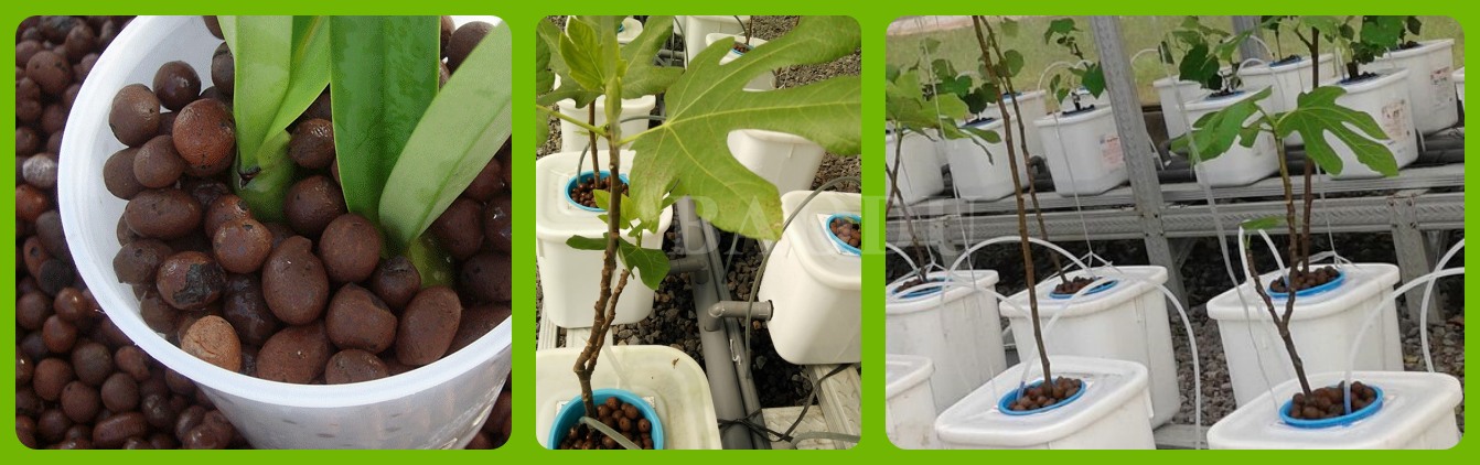 expanded clay pebbles in hydroponics