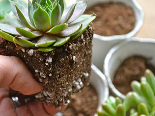 Perlite